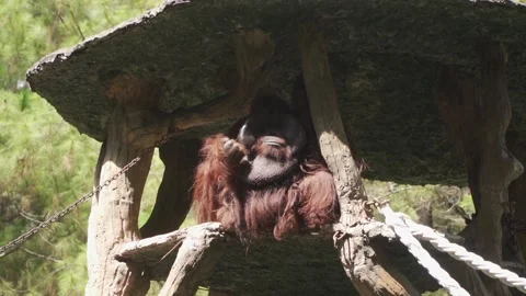 A orangutan sitting on a tree Stock Footage 236189605