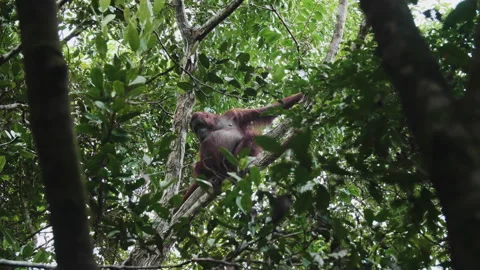 Orangutan Sitting in Tree in Tanjung Puting National Park, Borneo Stock Footage 144647783