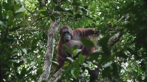 Orangutan Sitting in Tree, Tanjung Puting National Park, Borneo Stock Footage 144649627