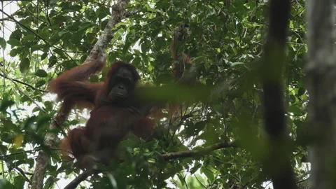 Orangutan Sitting in Tree, Tanjung Puting, Borneo Stock Footage 144711504