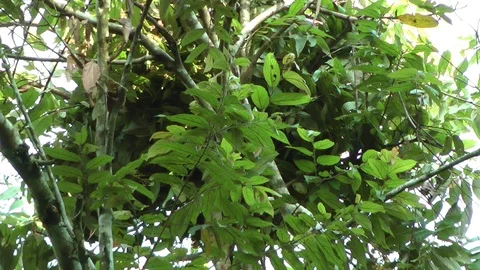 Orangutan Sleeping Platform Stockbeeldmateriaal 88549481