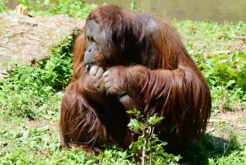Orangutan thoughtful Stock Photos