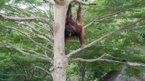 Orangutan on tree in the forest Stock-Footage 90759192