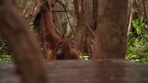 An Orangutan using a stick as a tool in a rainforest in Borneo Indonesia. Vídeo Stock 168661989