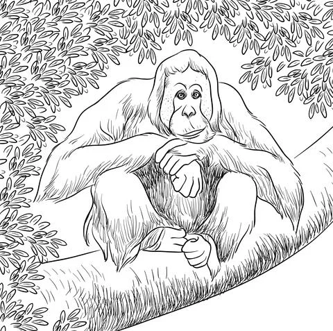 Orangutan vector line art Stock Illustration