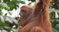 Orangutan very close up in green outdoor enclosure environment 4k or 4k+ Resolution