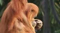 Orangutan very close up in green outdoor enclosure environment 4k or 4k+ Resolution