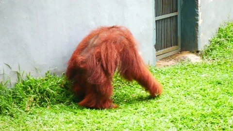 ORANGUTAN WALKING Stockbeeldmateriaal 217679513
