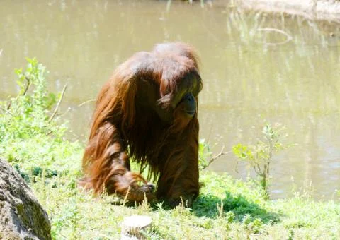 Orangutan walking Stock Photos