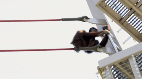 Orangutan Walking on Rope Stock Footage 47451095