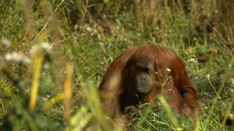 Orangutan walking through long grass and sits down Stock Footage 162498043
