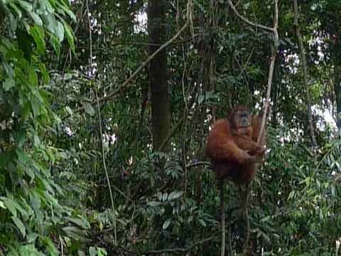 Orangutan in the wild Stock Footage 2851237