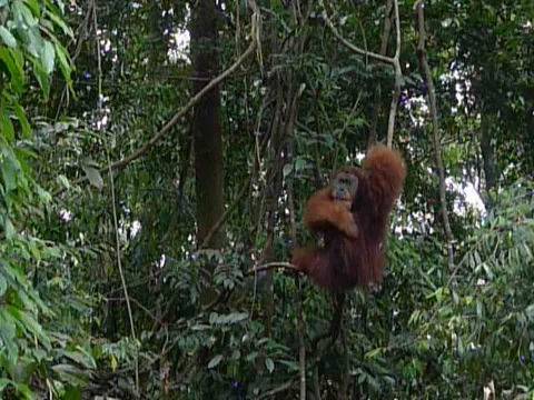 Orangutan in the wild Stock Footage 2851631