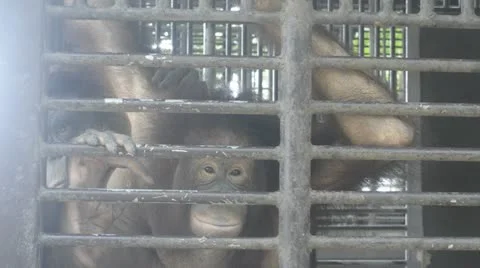 Orangutan in zoo Stock Footage 10861222