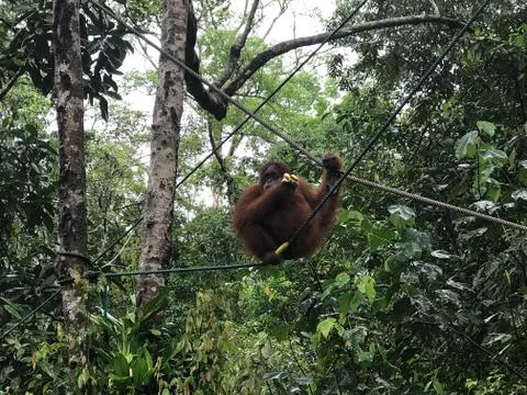 Orangutan13 Foto stock