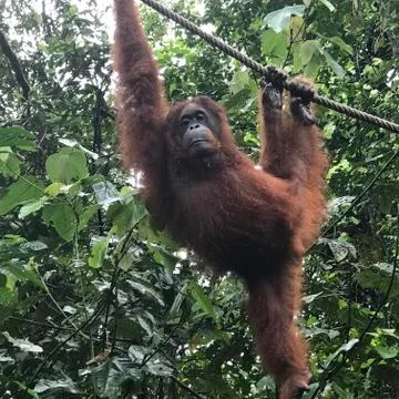 Orangutan14 Stock Photos