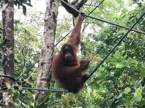 Orangutan15 Foto stock