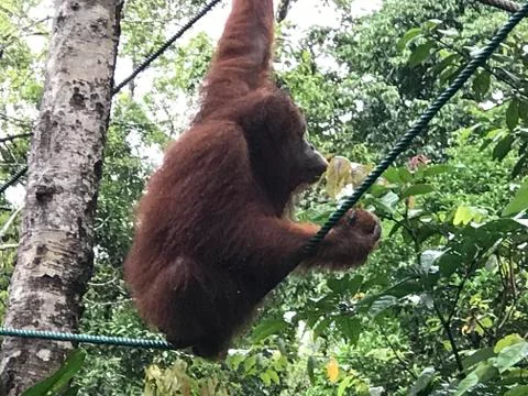 Orangutan16 Foto stock