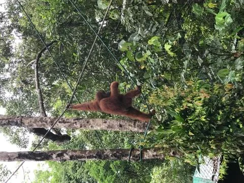 Orangutan17 Stock Photos