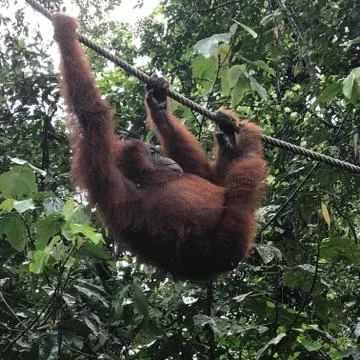 Orangutan18 Foto stock