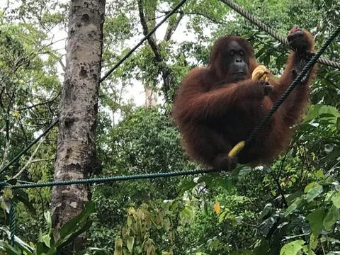 Orangutan23 Foto stock