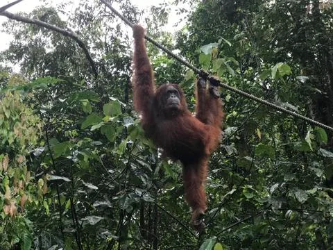 Orangutan5 Foto stock