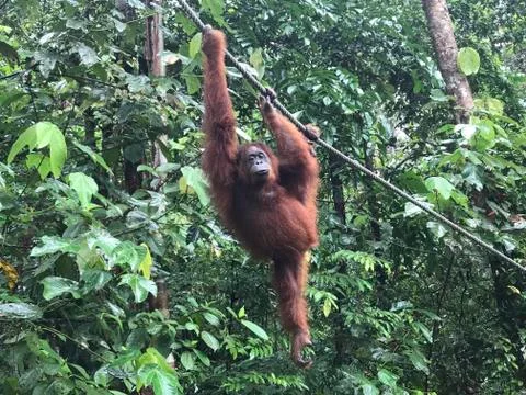 Orangutan6 Stock Photos