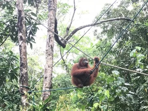 Orangutan7 Foto stock