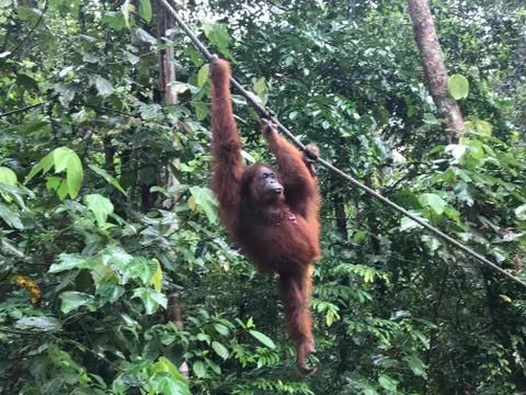Orangutan8 Foto stock