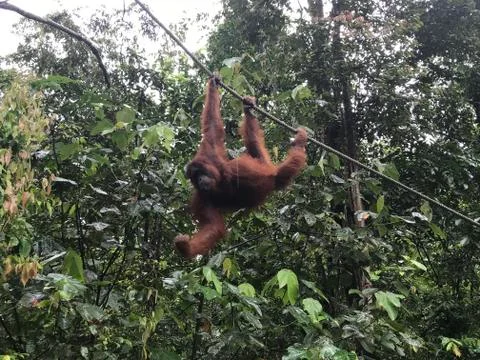 Orangutan9 Stock Photos