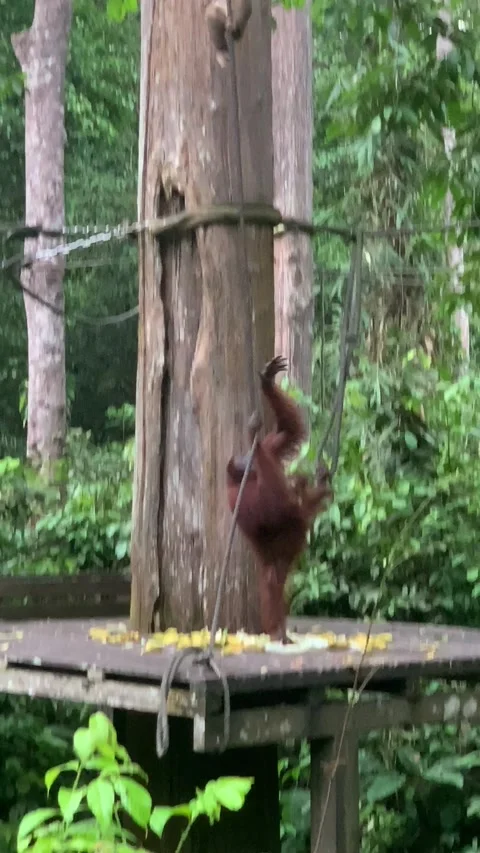 Orangutang chases macaque monkey up rope. Stock Footage 165065093