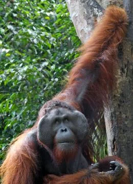 Orangutang Stock Photos