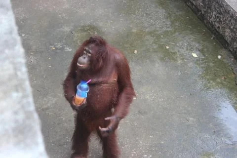 Orangutang Stock Photos