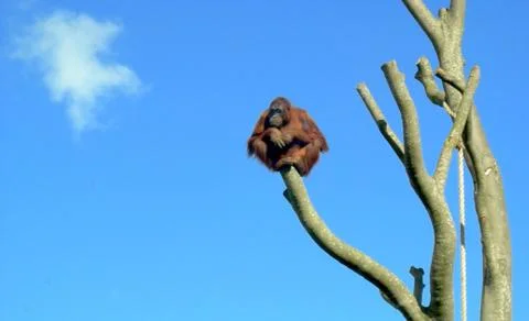 Orangutang on tree Stock Photos