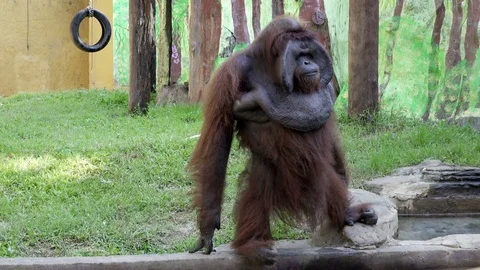 The orangutans also spelled orang-utan, orangutang, or orang-utang Classified in Stock Footage