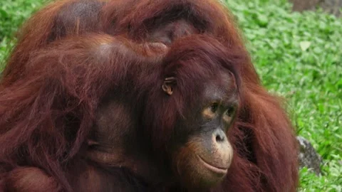 Orangutans appear to be looking for ticks on other orangutans Stock Footage 310030980