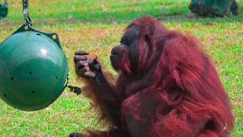 Orangutans are eating 스톡 동영상 264994617
