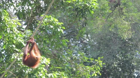 Orangutans at conservation centre Malaysia Stock Footage 43054075