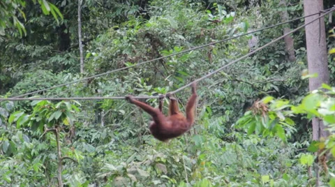 Orangutans at conservation centre Malaysia Stock Footage 43056788