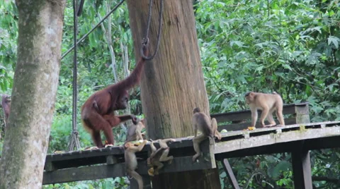 Orangutans at conservation centre Malaysia Stock Footage 43060951