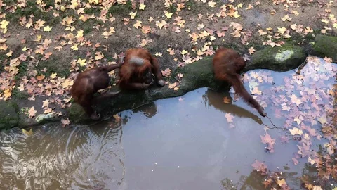 Orangutans Eating Stock Footage 98593487