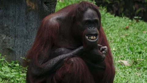 Orangutans occasionally show their teeth Video stock 310032736