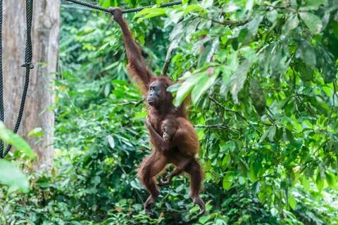 Orangutans or pongo pygmaeus Stock Photos