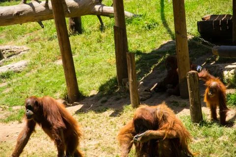 Orangutans Stock Photos