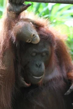Orangutans Stock Photos