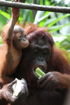 Orangutans Stock Photos