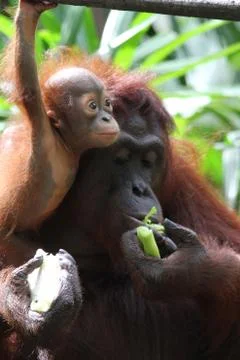 Orangutans Stock Photos