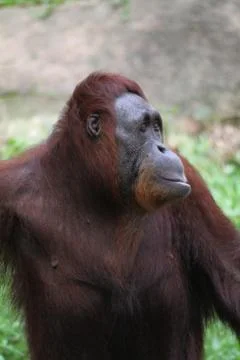 Orangutans Stock Photos