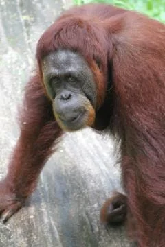 Orangutans Stock Photos