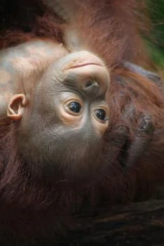 Orangutans Stock Photos
